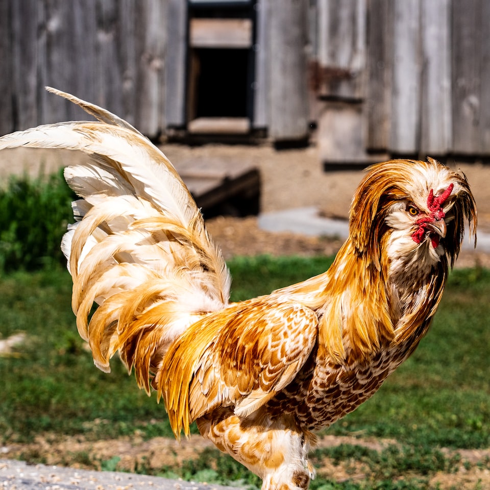 HDMI Rooster