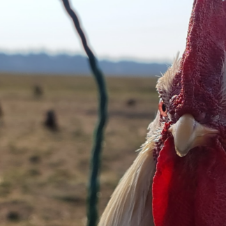 Rooster Album