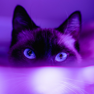 Purple Towel
