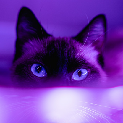 Purple Towel