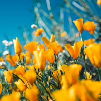 Yellow Cool