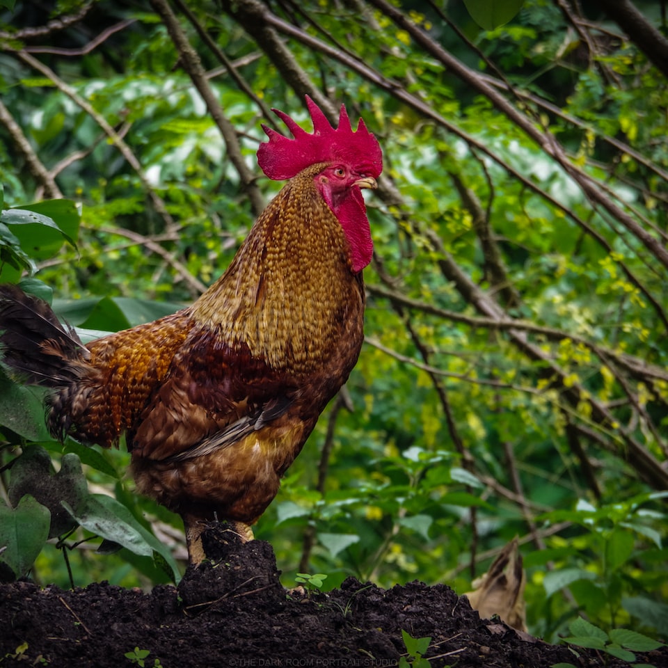 Card Rooster Shampoo