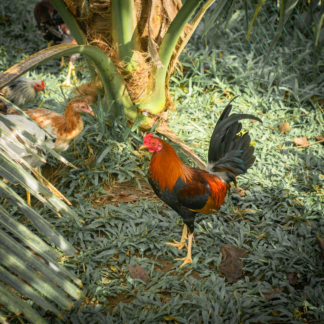 Soy Rooster Medium