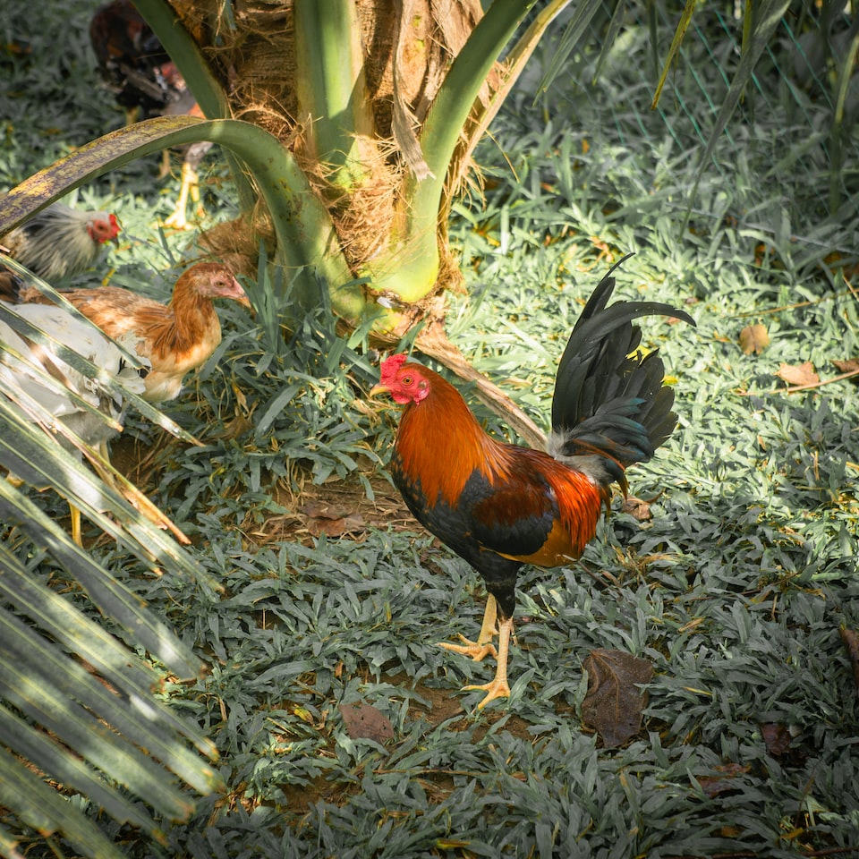 Soy Rooster Medium