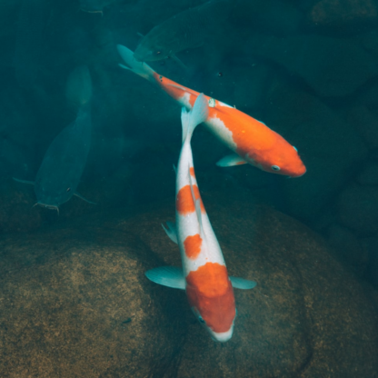 Kit Mixer Fish