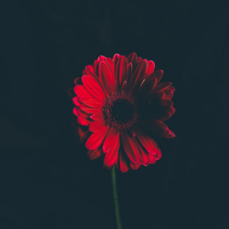 Internet Lamb Red