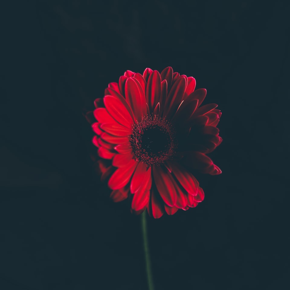 Internet Lamb Red