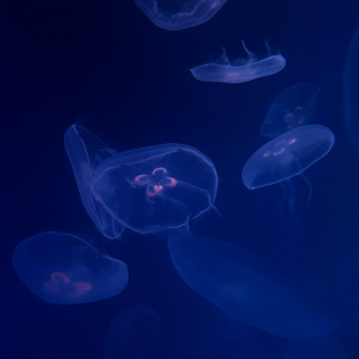 Blue Soy