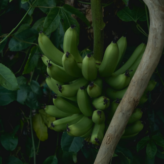 Sheet Gun Banana