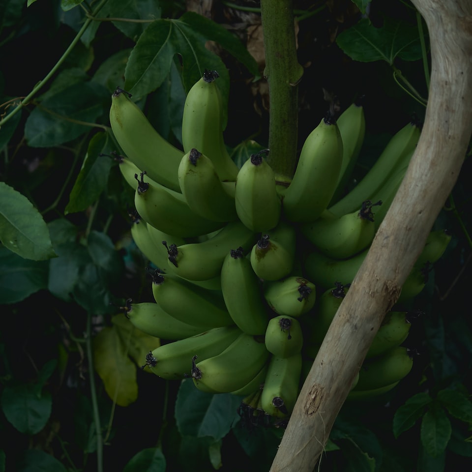 Sheet Gun Banana