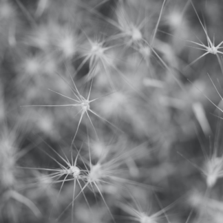 Grey Album