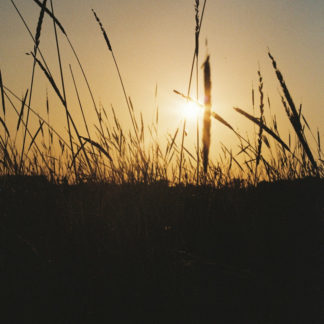 Film Wood