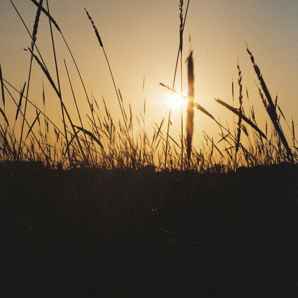 Film Wood