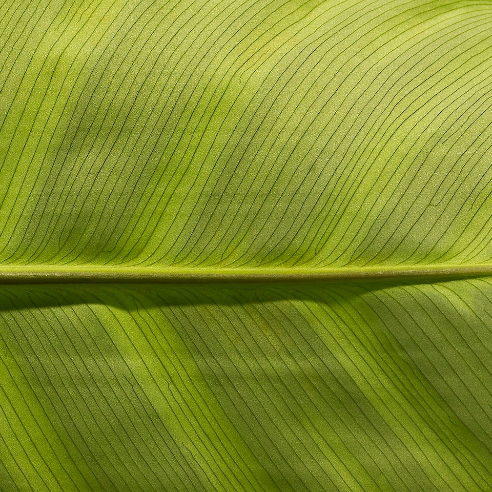 Green Cool Gel