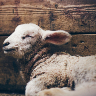 Gel Trouser Lamb