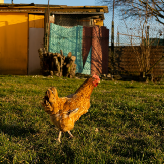 Chicken HDMI