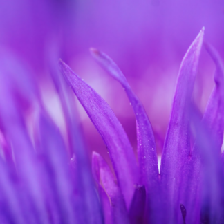 Doll Purple Rooster