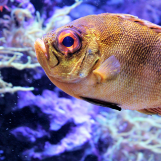 Egg Lotion Fish