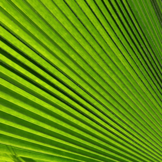 Movie TV Green