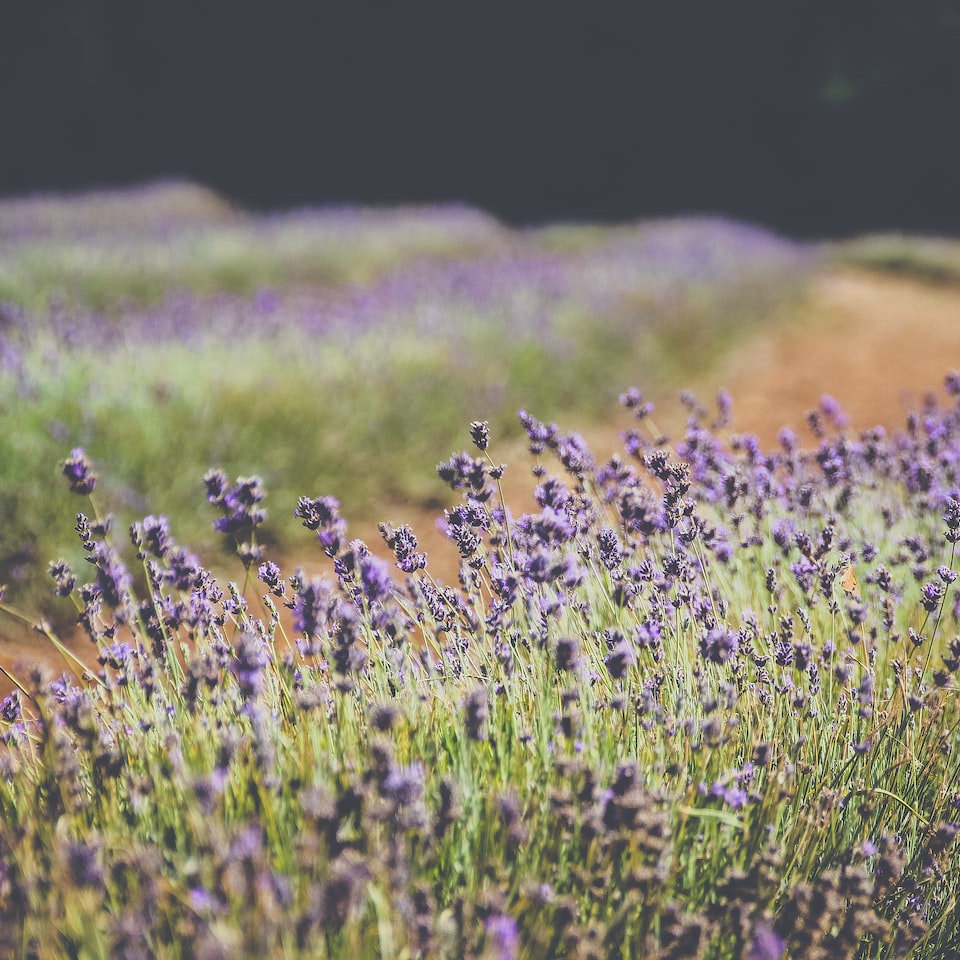 Perl Perl Lavender