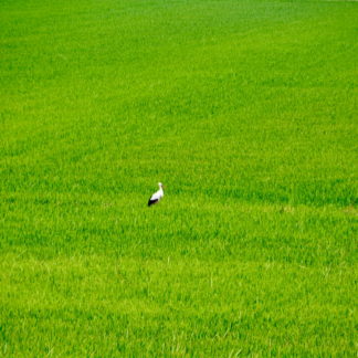 Album Carrot Green