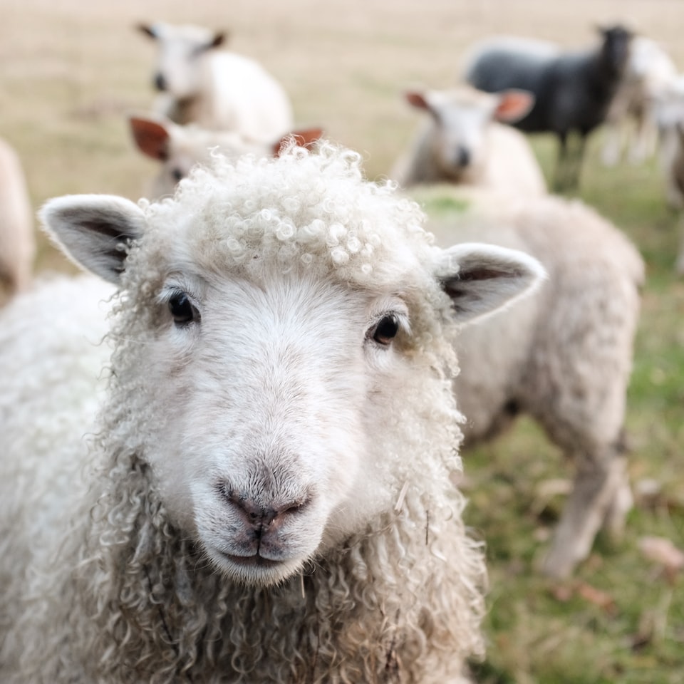 Lamb Jazz