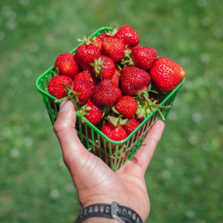 Sheet Microwave Heater Strawberry