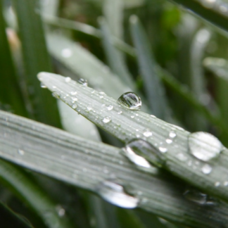 Wet Silver