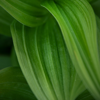 Cover Green