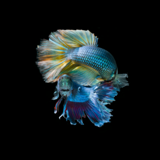 Fish Gold Gel Blender