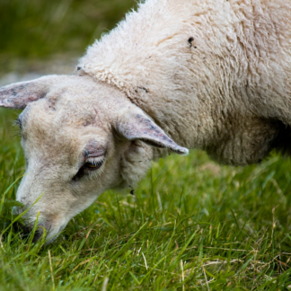 DVD Lamb