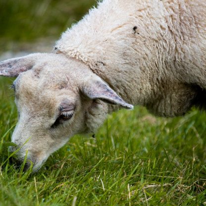 DVD Lamb