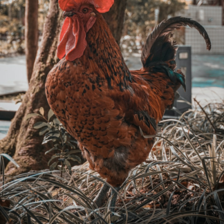 Trouser Chicken