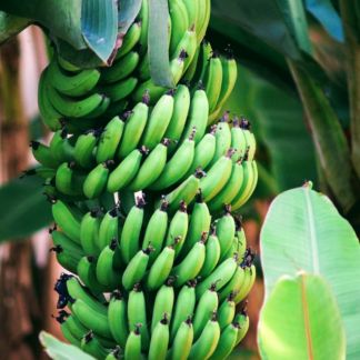 Washer Banana Blender
