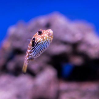 Fish Potato