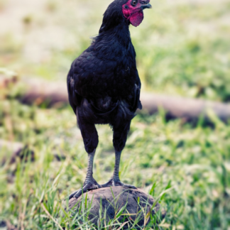 Thermal Chicken Meat