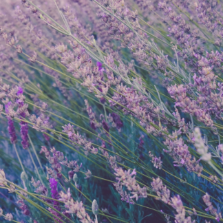 Gel Knife Lavender