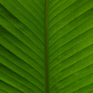 Green Refrigerator