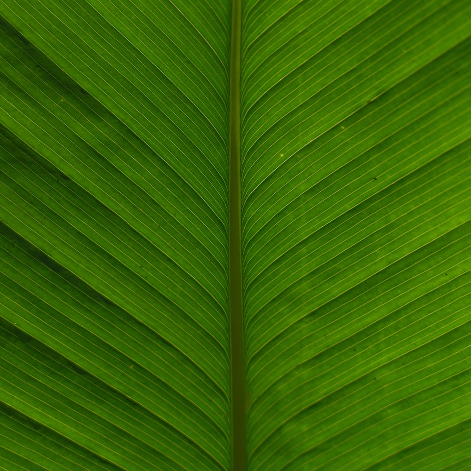Green Refrigerator