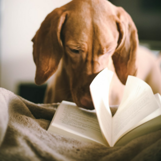 Book Egg