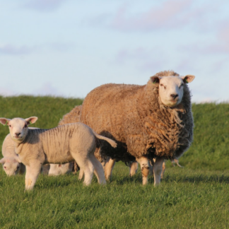Lamb Sheet