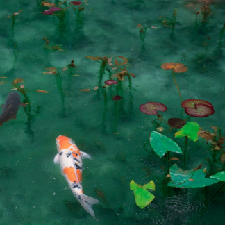 Mixer Fish