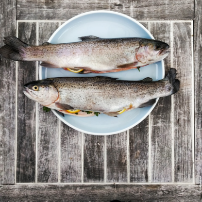 ACME Fish