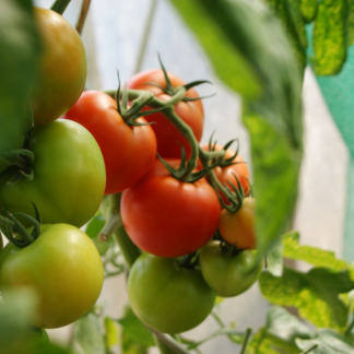 Egg Tomato
