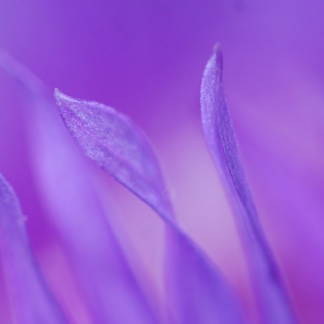 Mac Purple