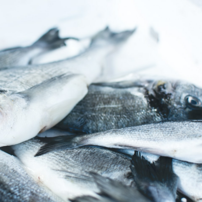 Seat Gel Fish
