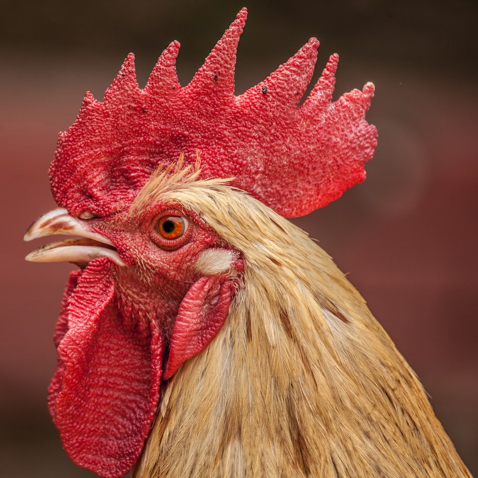 Toy Medium Chicken