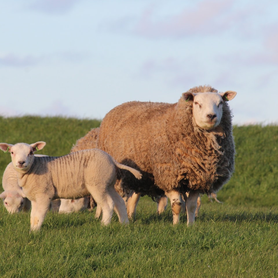 Motorola Shampoo Lamb
