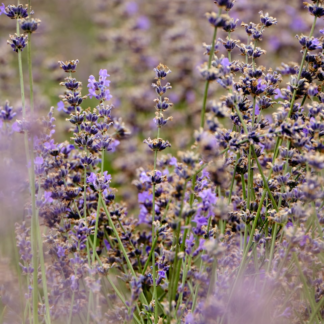 Lavender Jazz