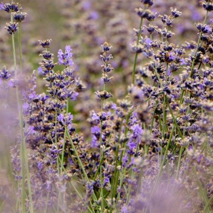 Lavender Jazz